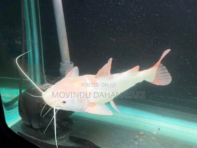 Red Tail Catfish