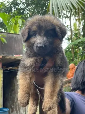 German Shepherd Long Coat