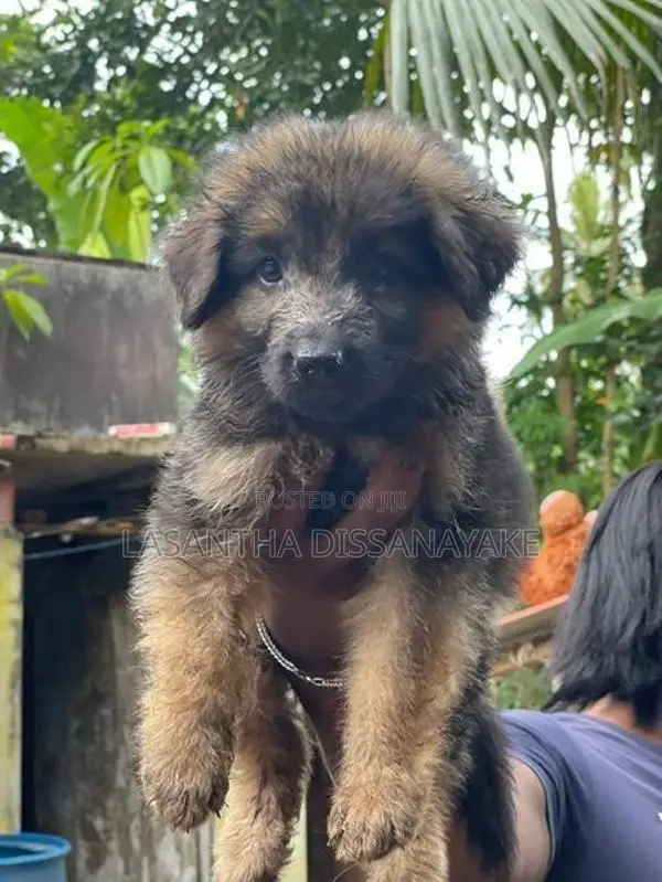 German Shepherd Long Coat