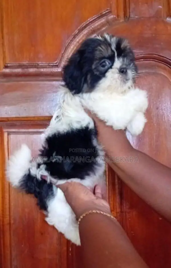 Shih Tzu Puppy