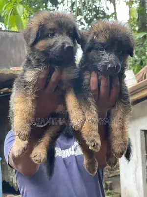 German Shepherd Long Coat