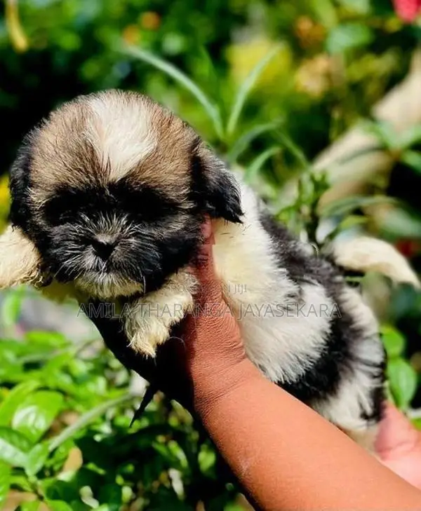 Shih Tzu Puppy