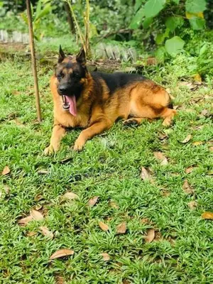 German Shepherd Long Coat