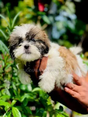 Shih Tzu Puppy