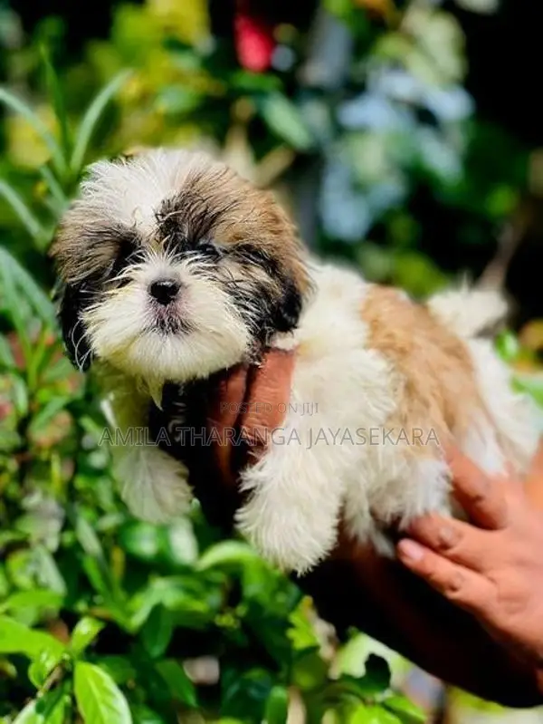 Shih Tzu Puppy