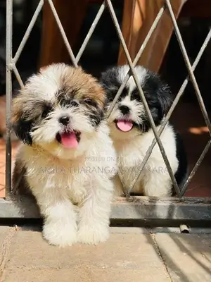Shih Tzu Puppy