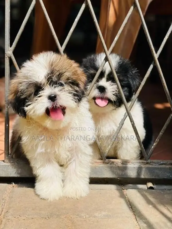 Shih Tzu Puppy