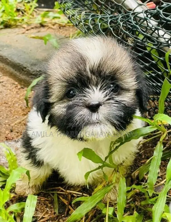 Shih Tzu Puppy