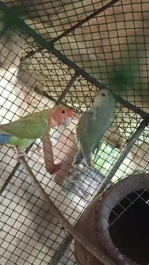 African Love Birds