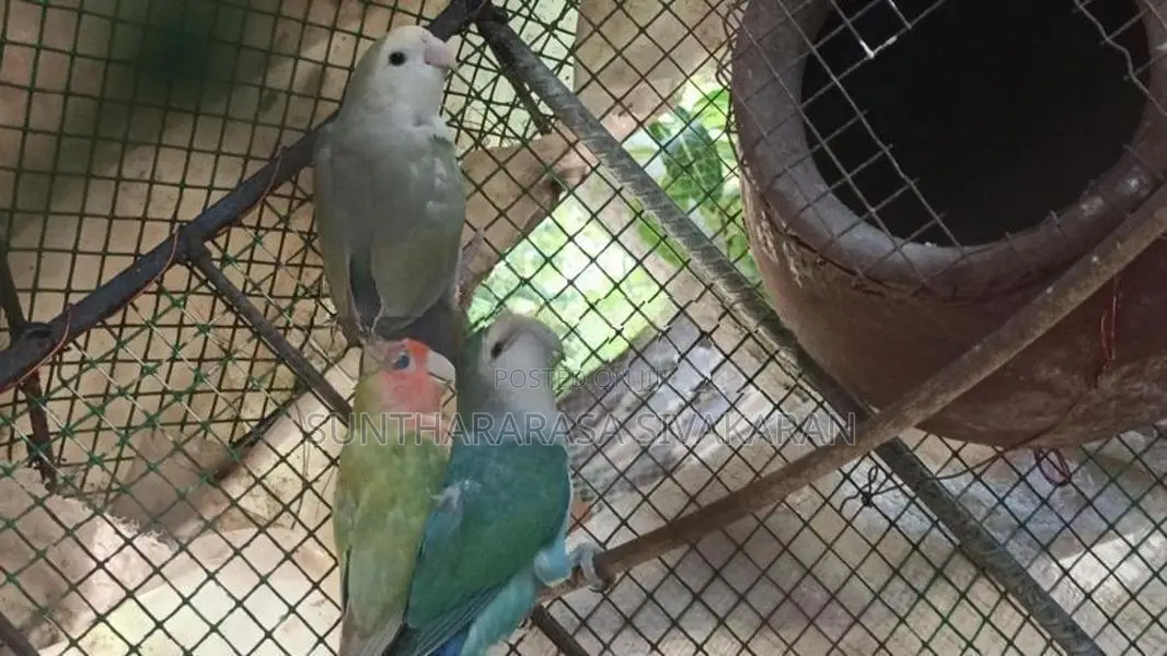 African Love Birds