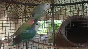 African Love Birds