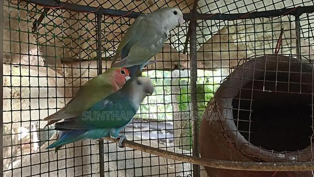 African Love Birds