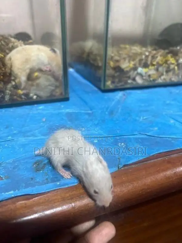 Hamster Babies Syrian