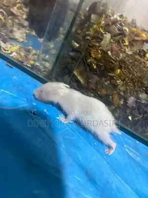 Hamster Babies Syrian