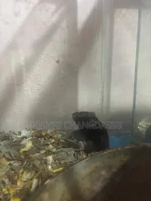 Hamster Babies Syrian