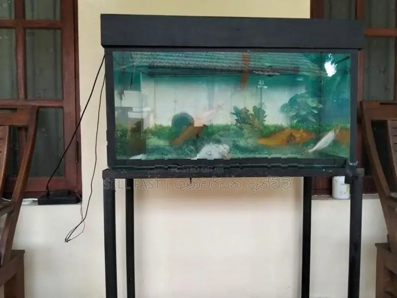 Fish Tank