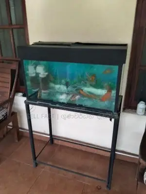 Fish Tank