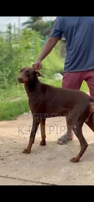 Doberman Dog