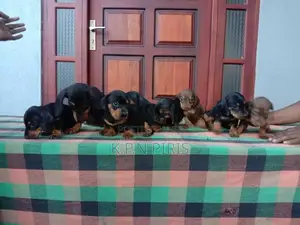 Dachshund Puppy
