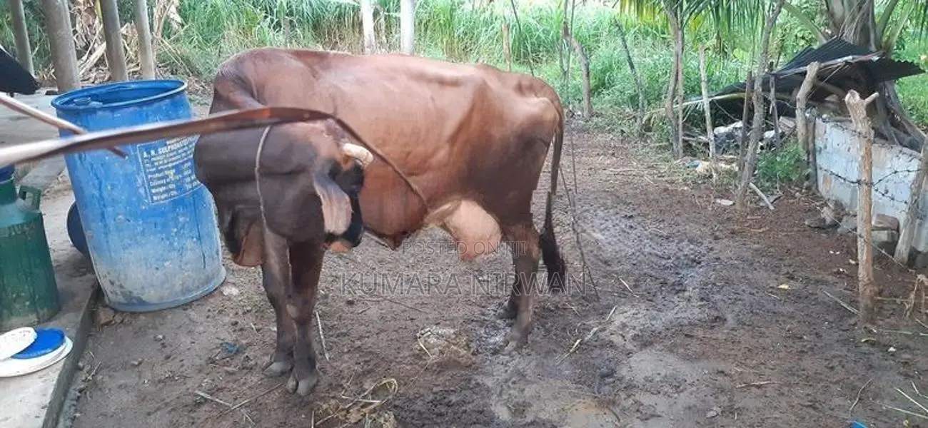 කිරී ගවයන්