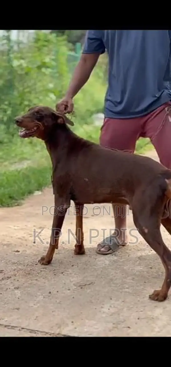 Doberman Dog