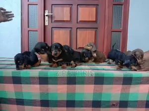 Dachshund Puppy