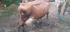 කිරී ගවයන්