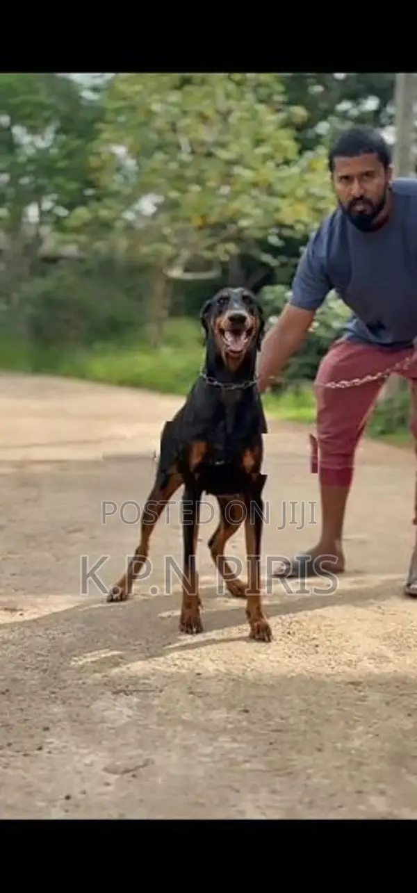 Doberman Dog
