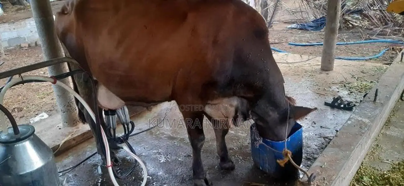 කිරී ගවයන්