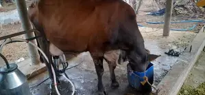 කිරී ගවයන්