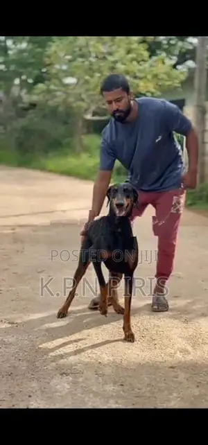 Doberman Dog