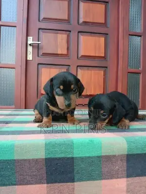 Dachshund Puppy