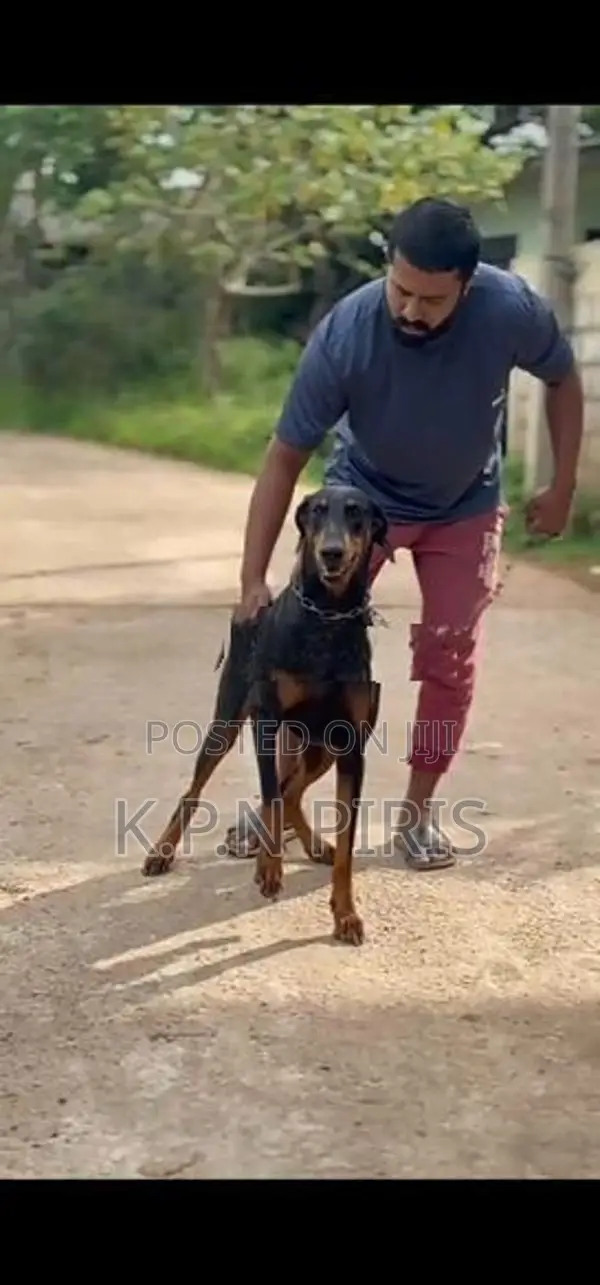 Doberman Dog