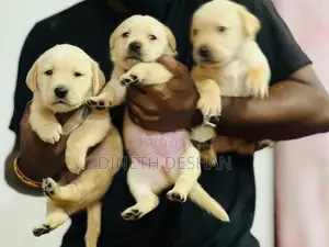 Labrador Puppies