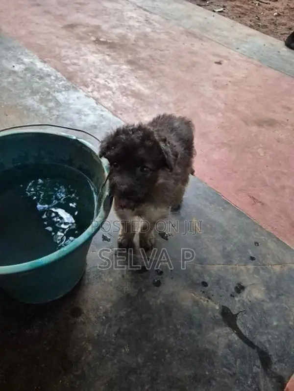 German Shepherd