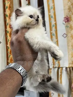 Persian Kittens