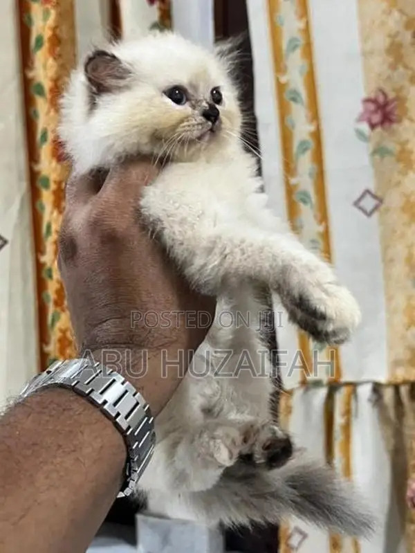 Persian Kittens