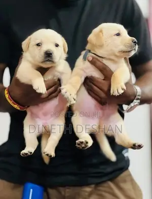 Labrador Puppies