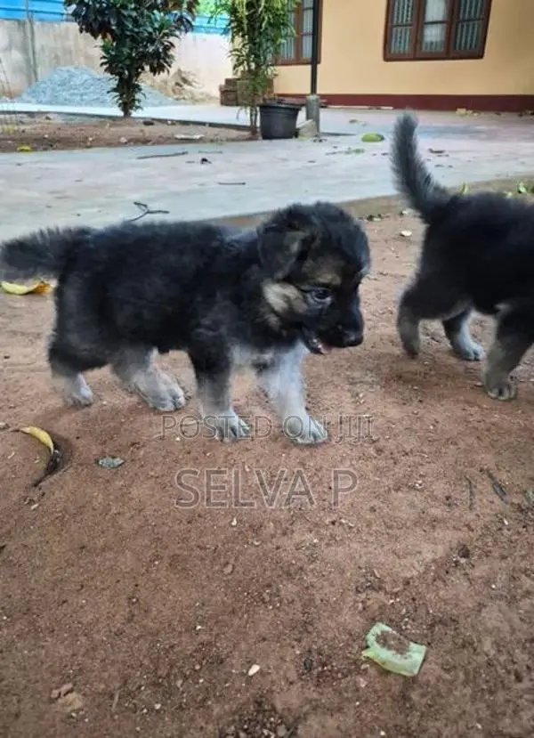 German Shepherd