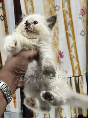 Persian Kittens