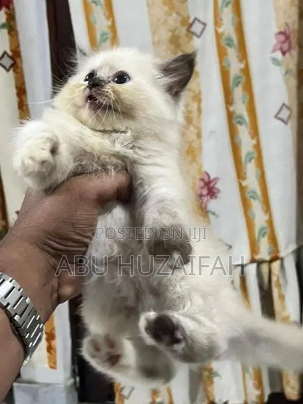 Persian Kittens