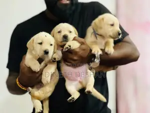 Labrador Puppies