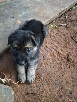 German Shepherd