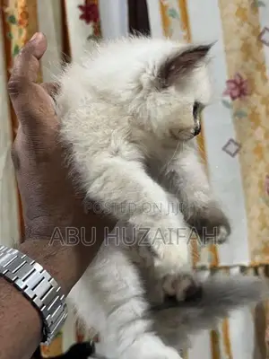 Persian Kittens