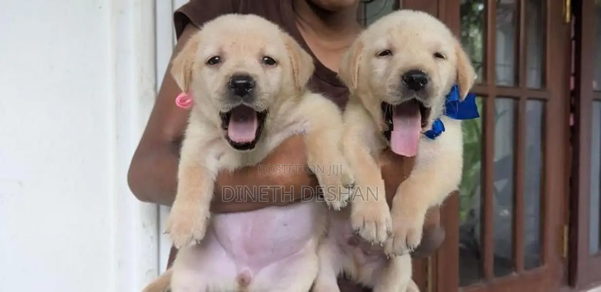 Labrador Puppies