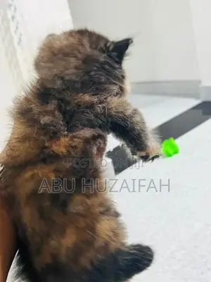 Persian Kittens