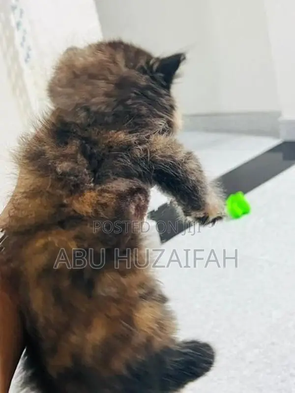 Persian Kittens