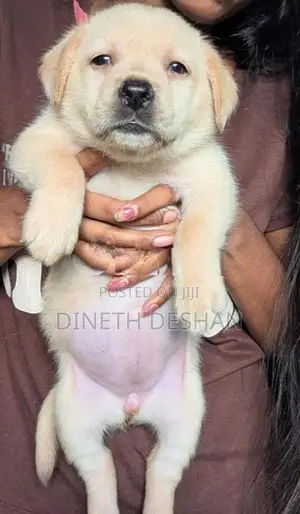 Labrador Puppies