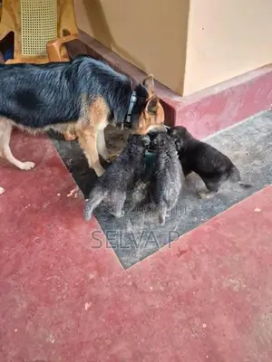 German Shepherd