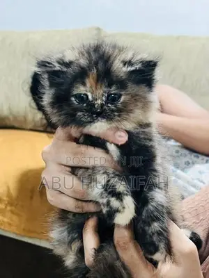 Persian Kittens